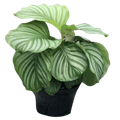 Orbifolia